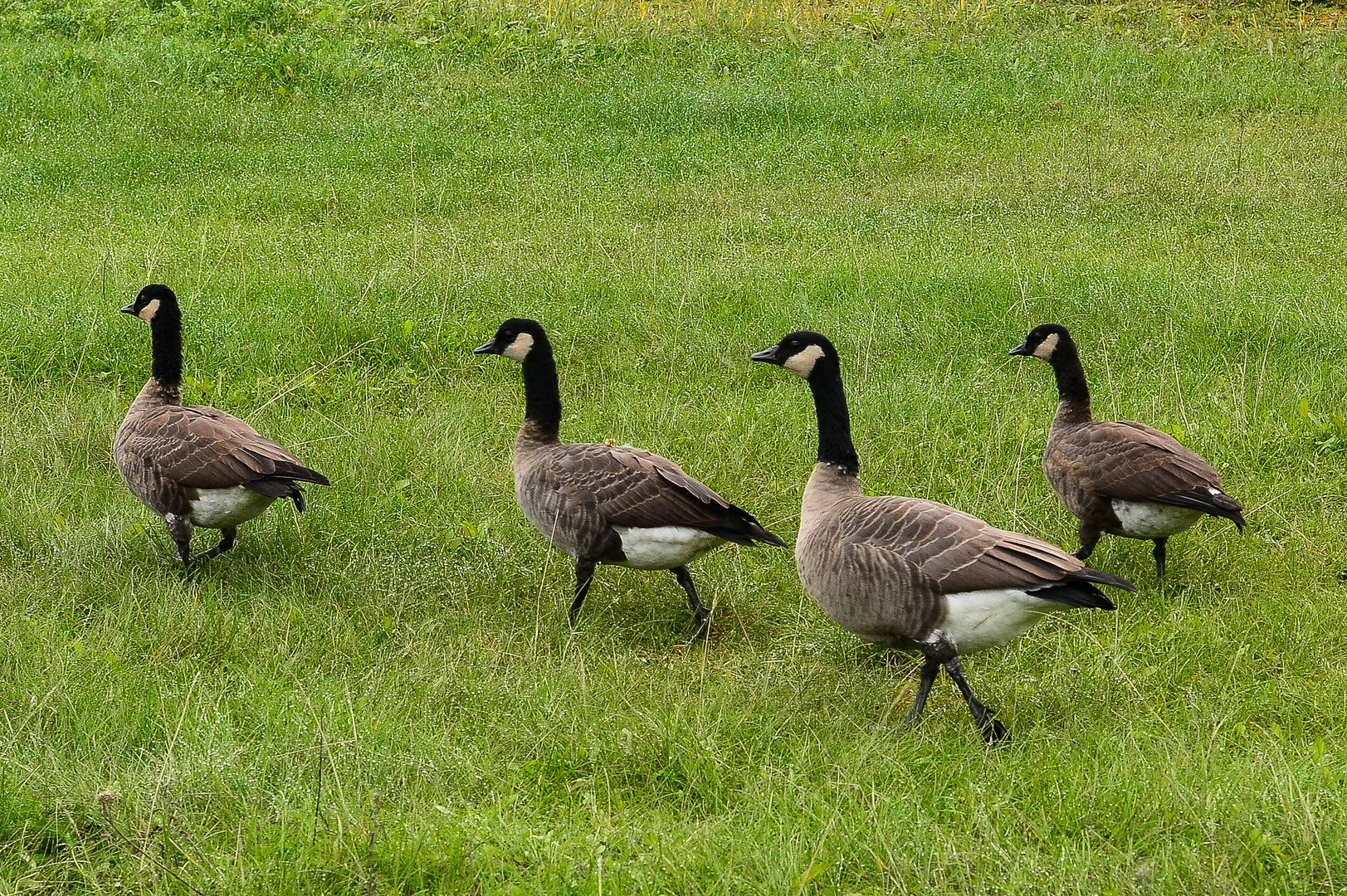 gänsemarsch