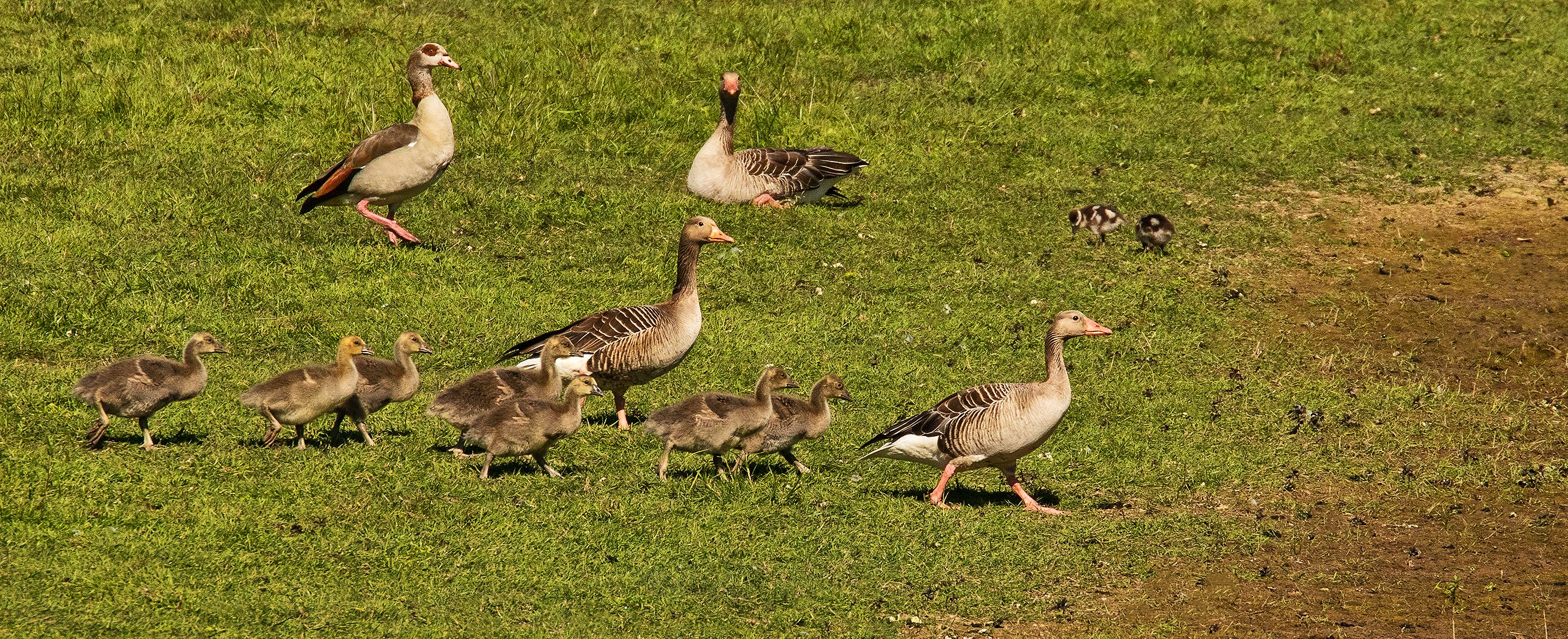 Gänsemarsch