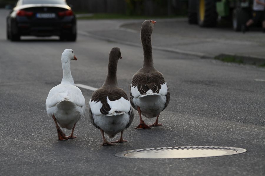 Gänsemarsch