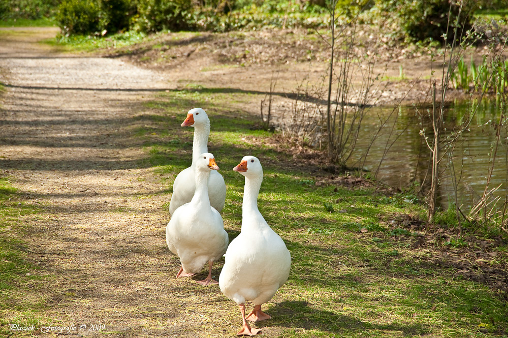 Gänsemarsch...