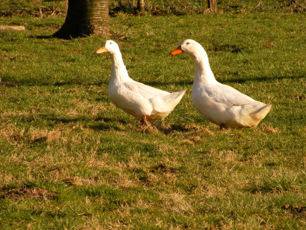 Gänsemarsch