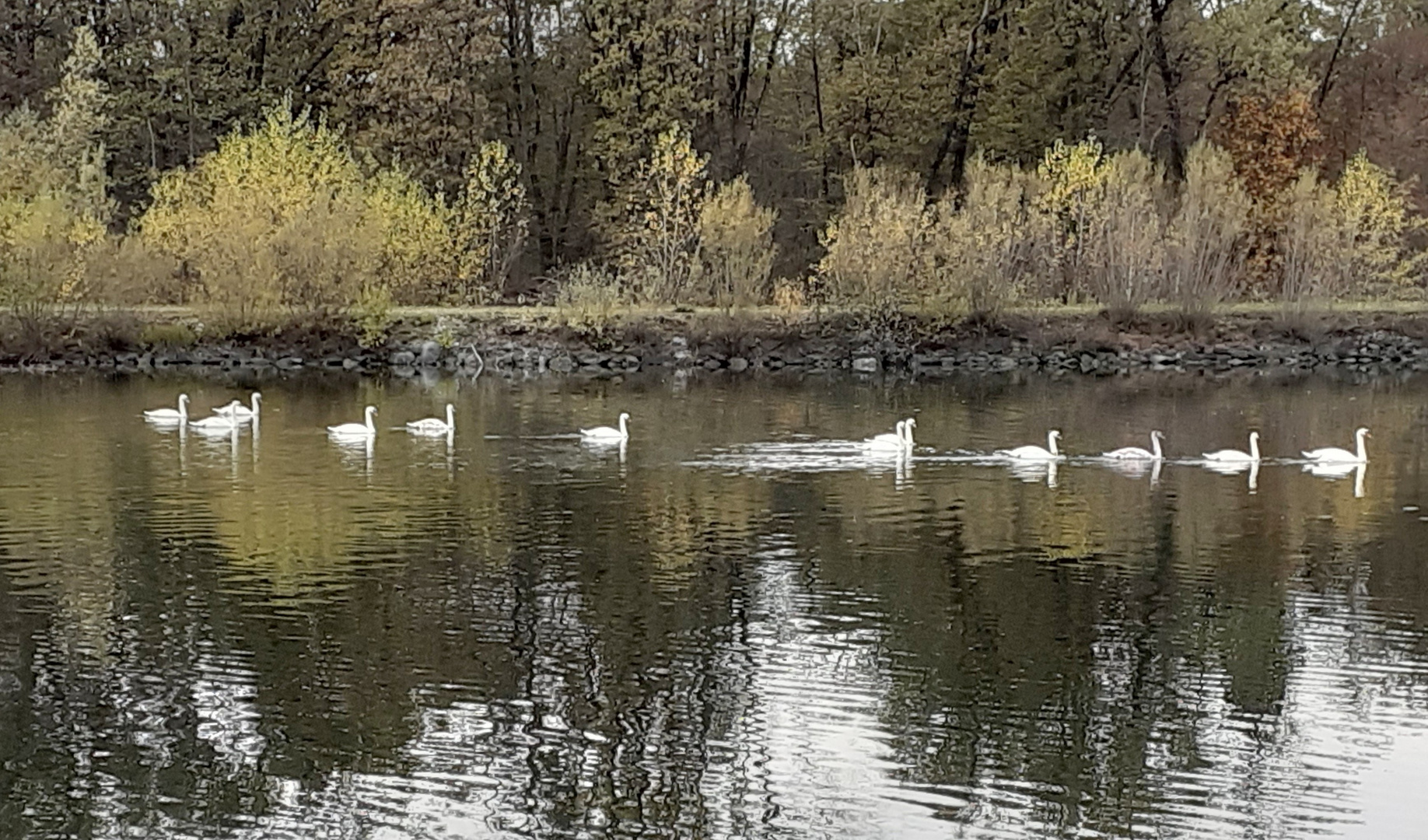 "Gänsemarsch"