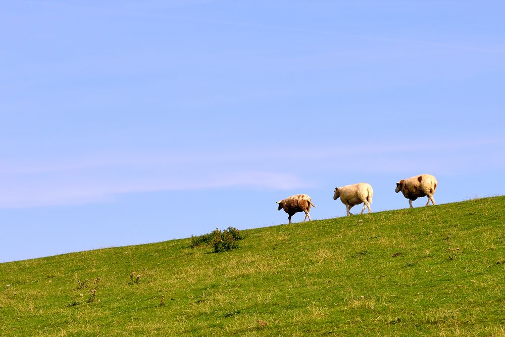 Gänsemarsch