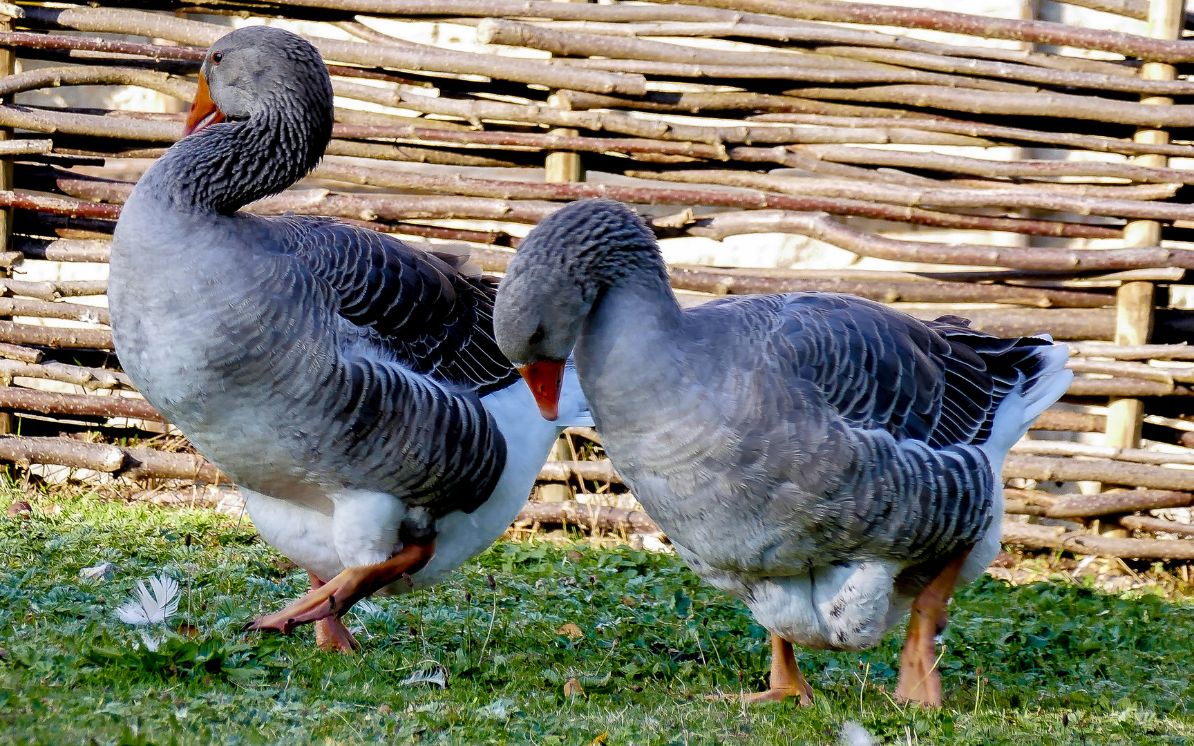 Gänsemarsch