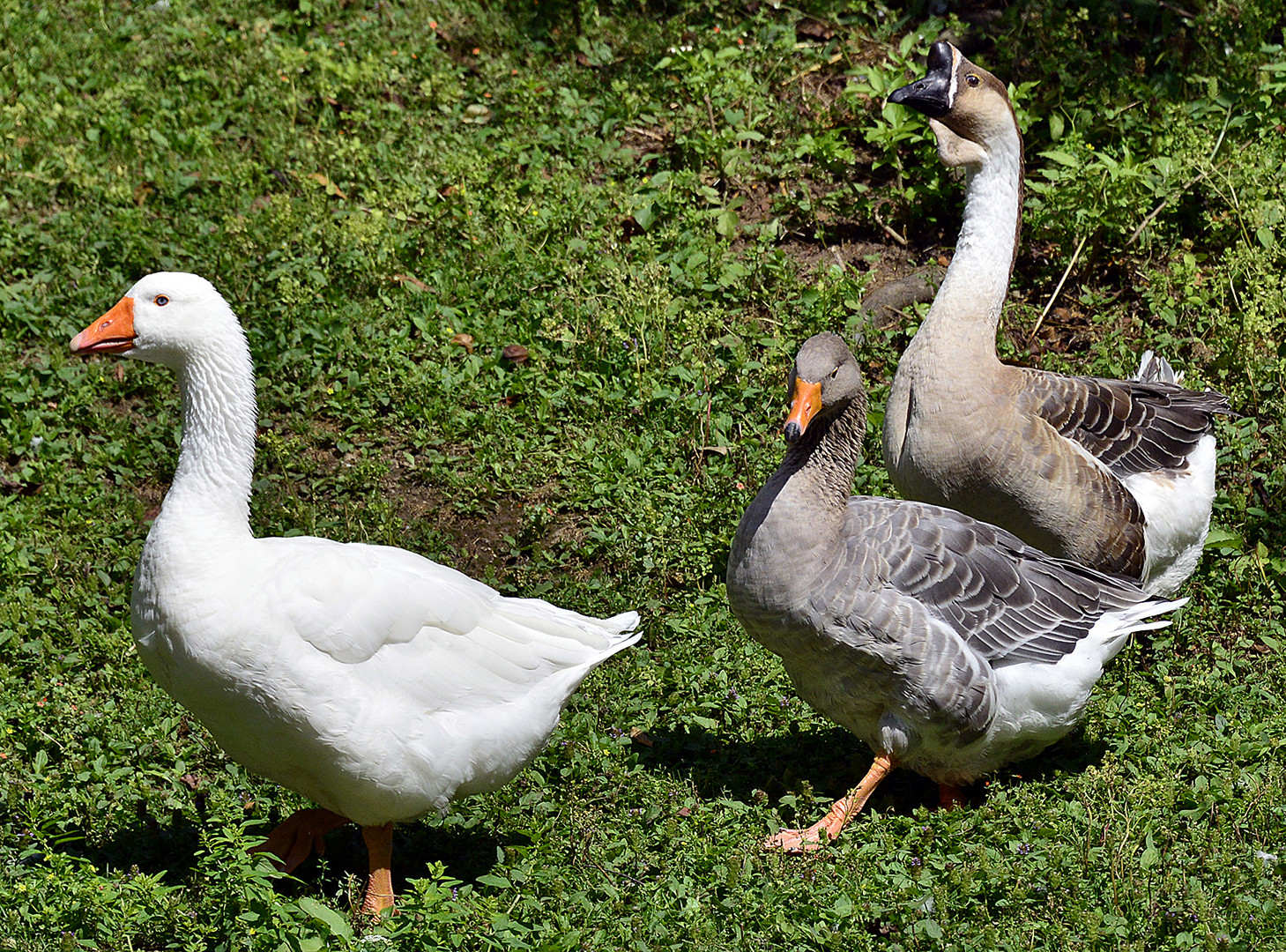 Gänsemarsch