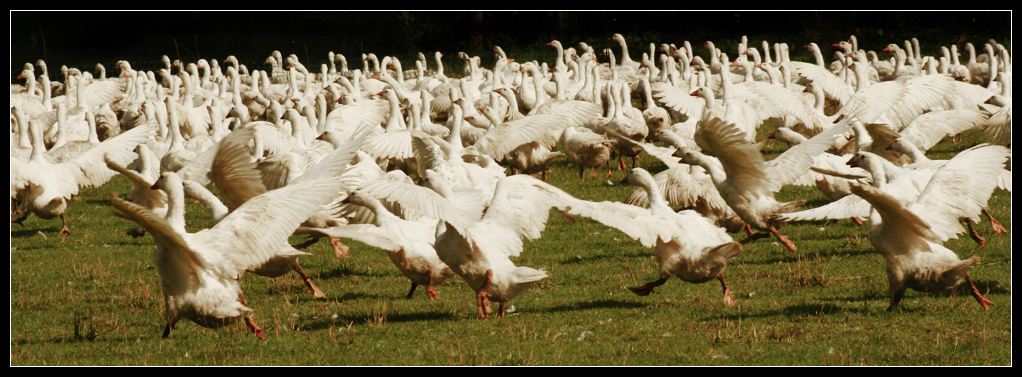 Gänsemarsch