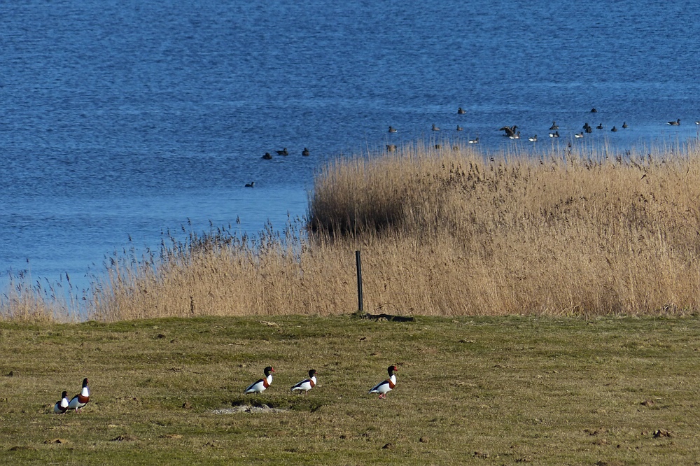 Gänsemarsch auf Borkum