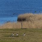 Gänsemarsch auf Borkum