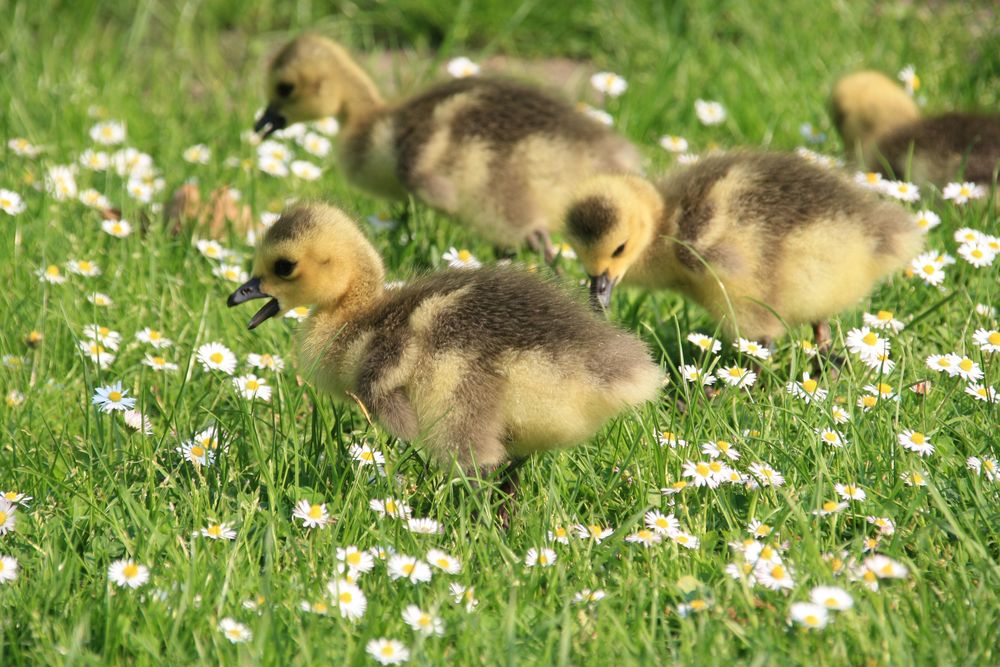 Gänsemarsch auf Gänseblümchen