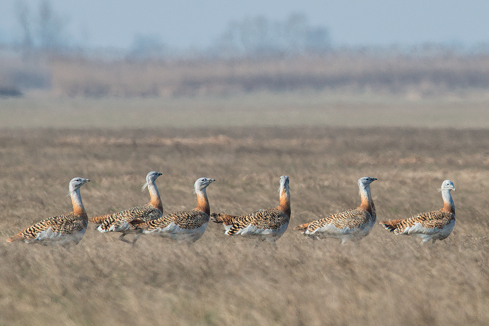 Gänsemarsch auf Trappenart