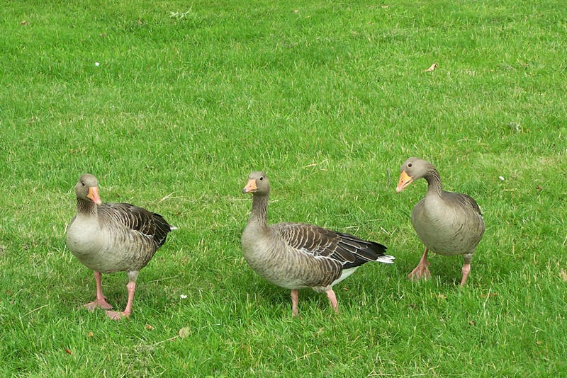 Gänsemarsch