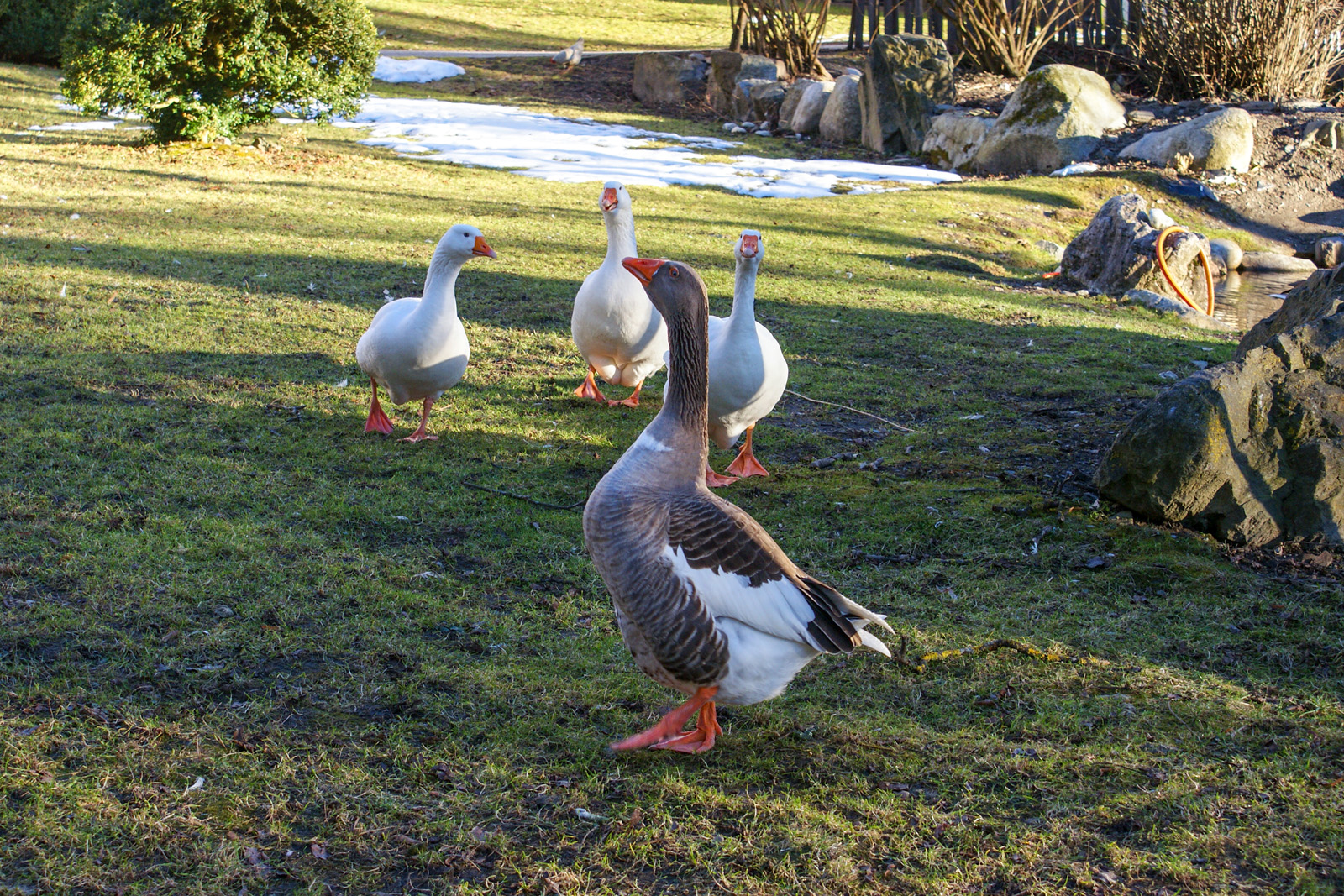 Gänsemarsch