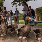 Gänsemarsch beim "Kleinen Fest im Großen Garten"/Hannover