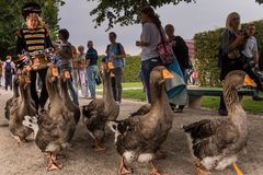 Gänsemarsch beim "Kleinen Fest im Großen Garten"/Hannover