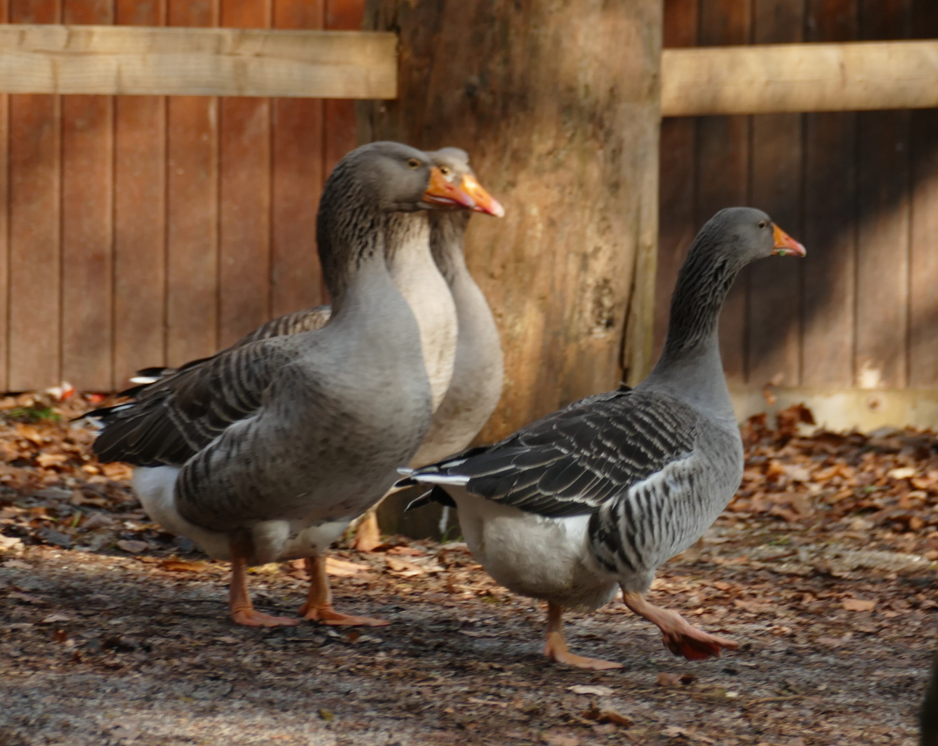 Gänsemarsch 