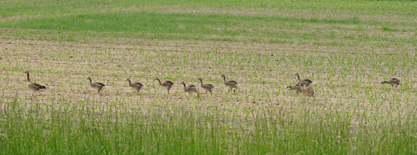 Gänsemarsch.