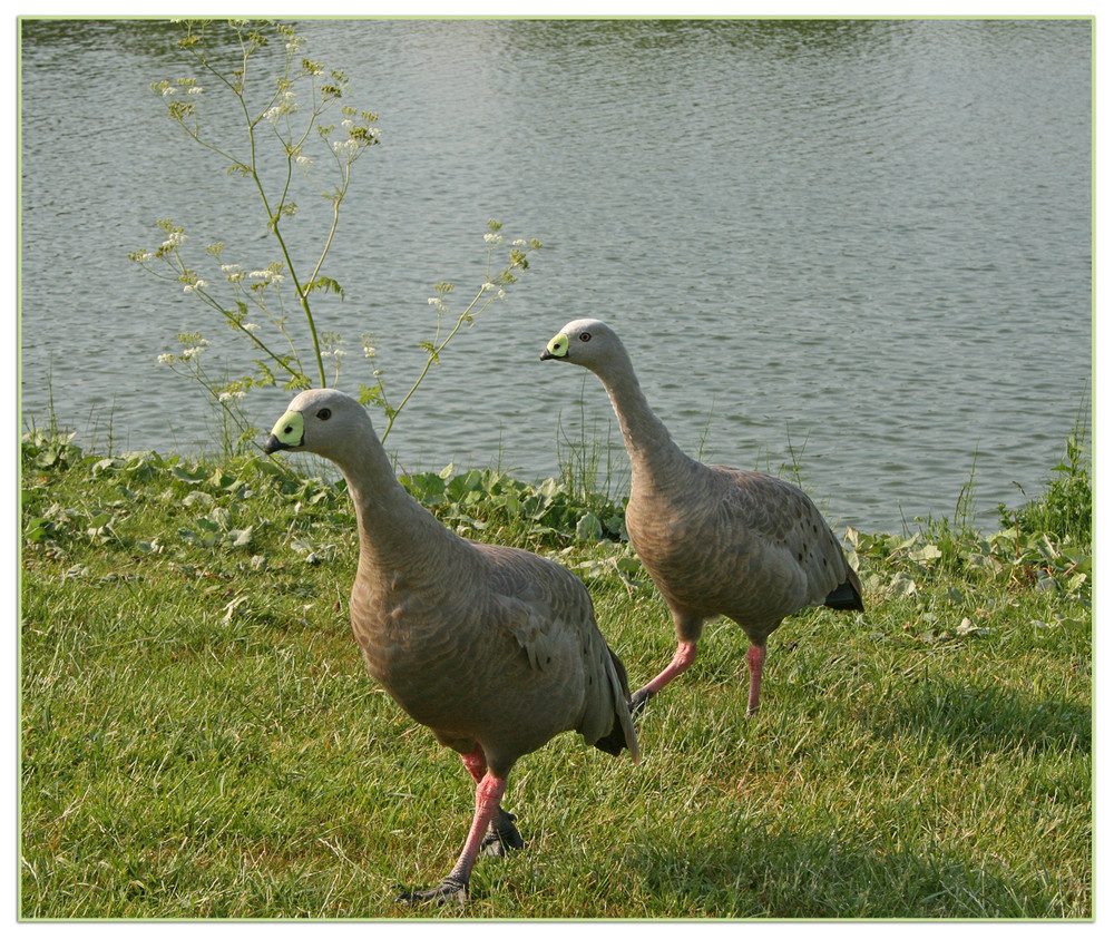 Gänsemarsch...