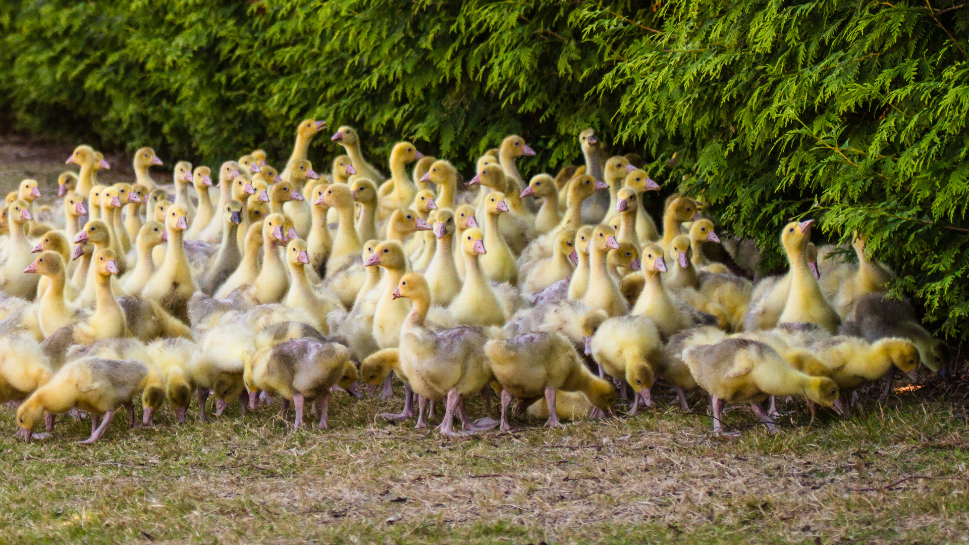 Gänsemarsch, die 2.