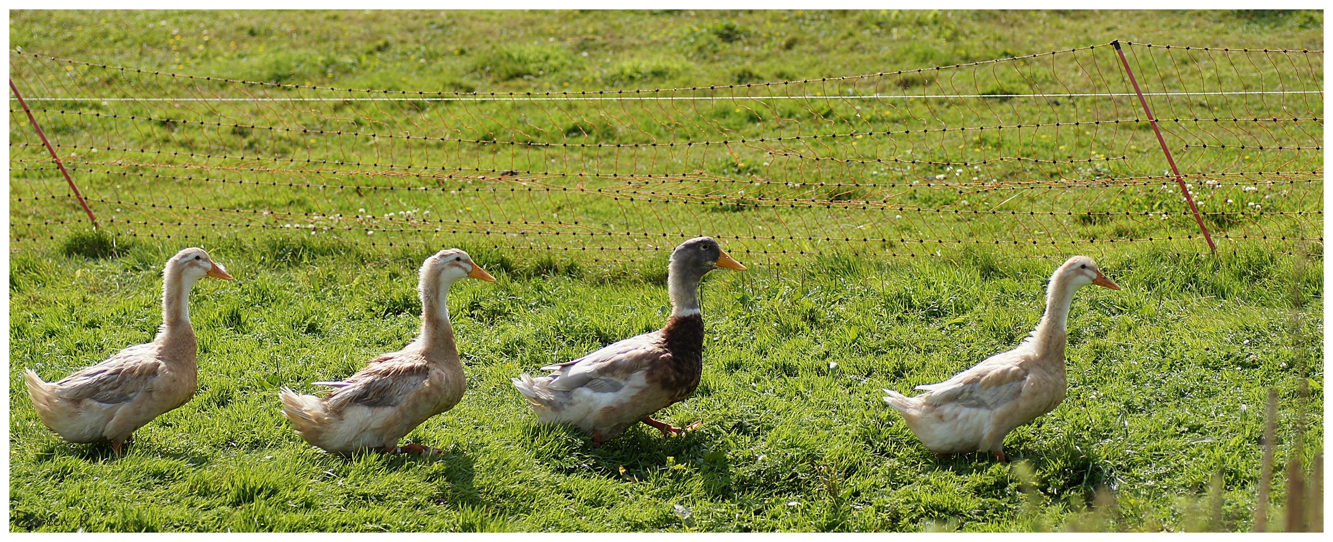 Gänsemarsch