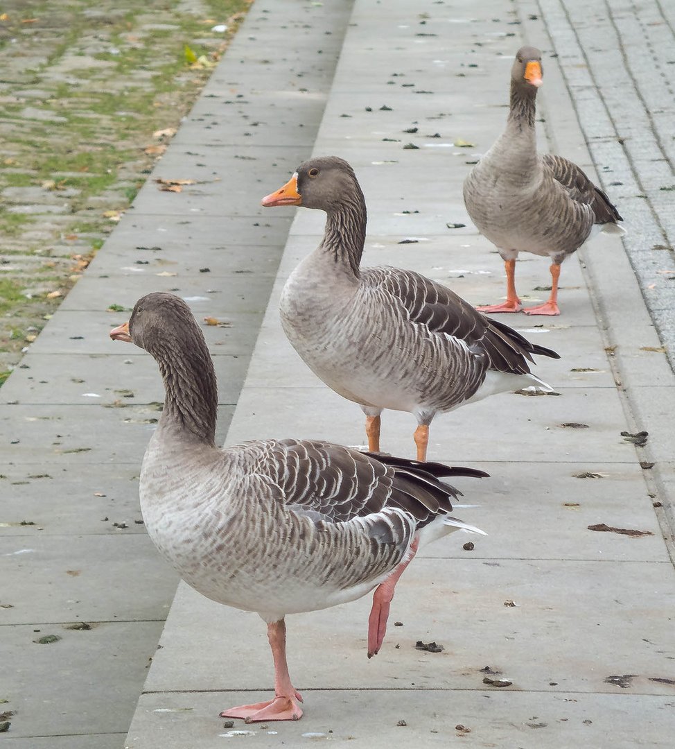 Gänsemarsch