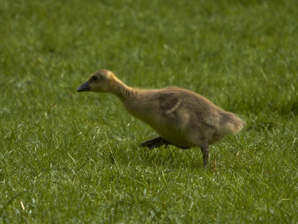 Gänsemarsch