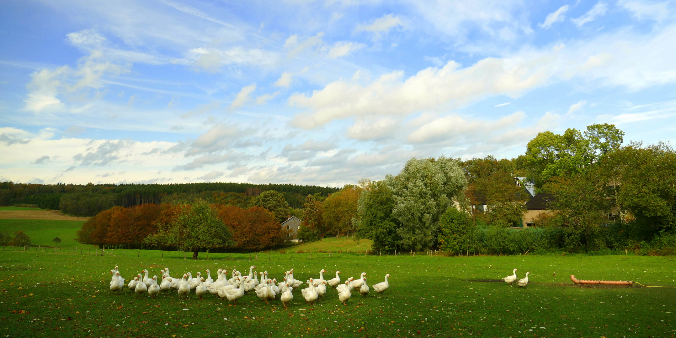 °°°° Gänsemarsch in den Herbst °°°°