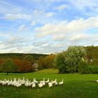 °°°° Gänsemarsch in den Herbst °°°°