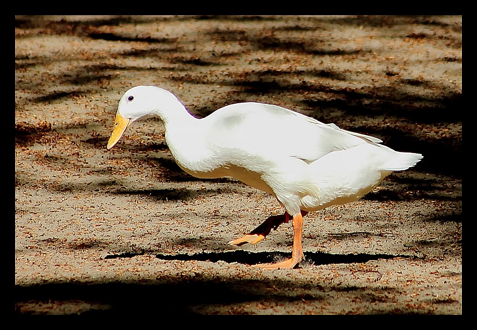 Gänsemarsch ... Solist