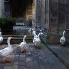 Gänsemarsch...ab in die Kirche (Barcelona)