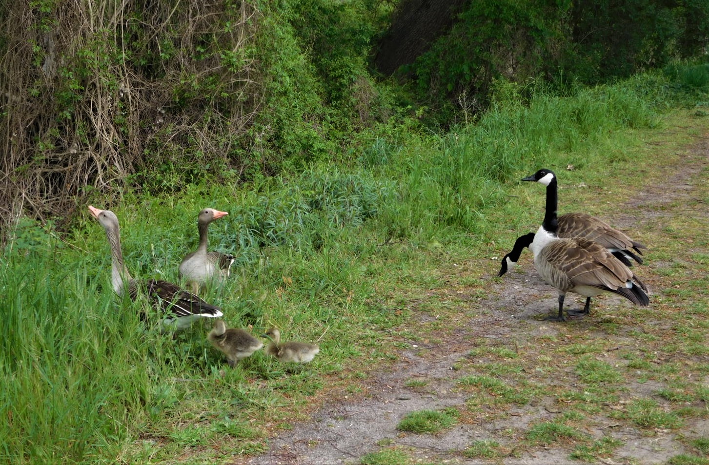 Gänsemeeting am Wegesrand