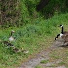 Gänsemeeting am Wegesrand