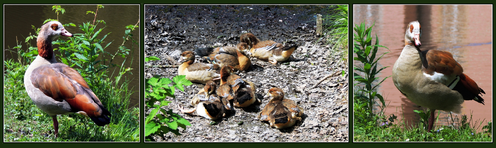 Gänsemutter - 6 behütete Gänsekinder - Gänsevater