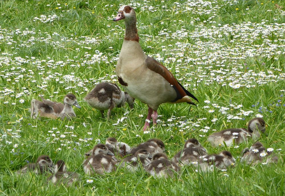 Gänsemutter mit 13 Küken