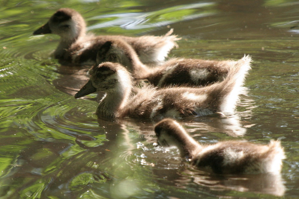 Gänsenachwuchs 2