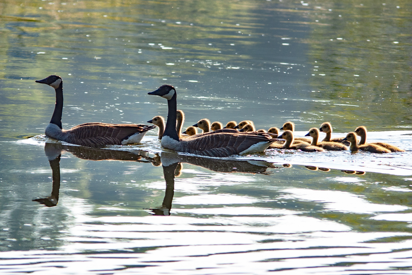 Gänsenachwuchs