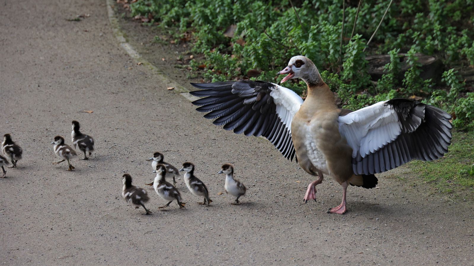 Gänsenachwuchs im Januar