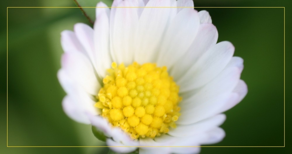 Gänsenblümchen im Sonnenschein