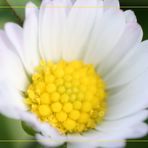 Gänsenblümchen im Sonnenschein