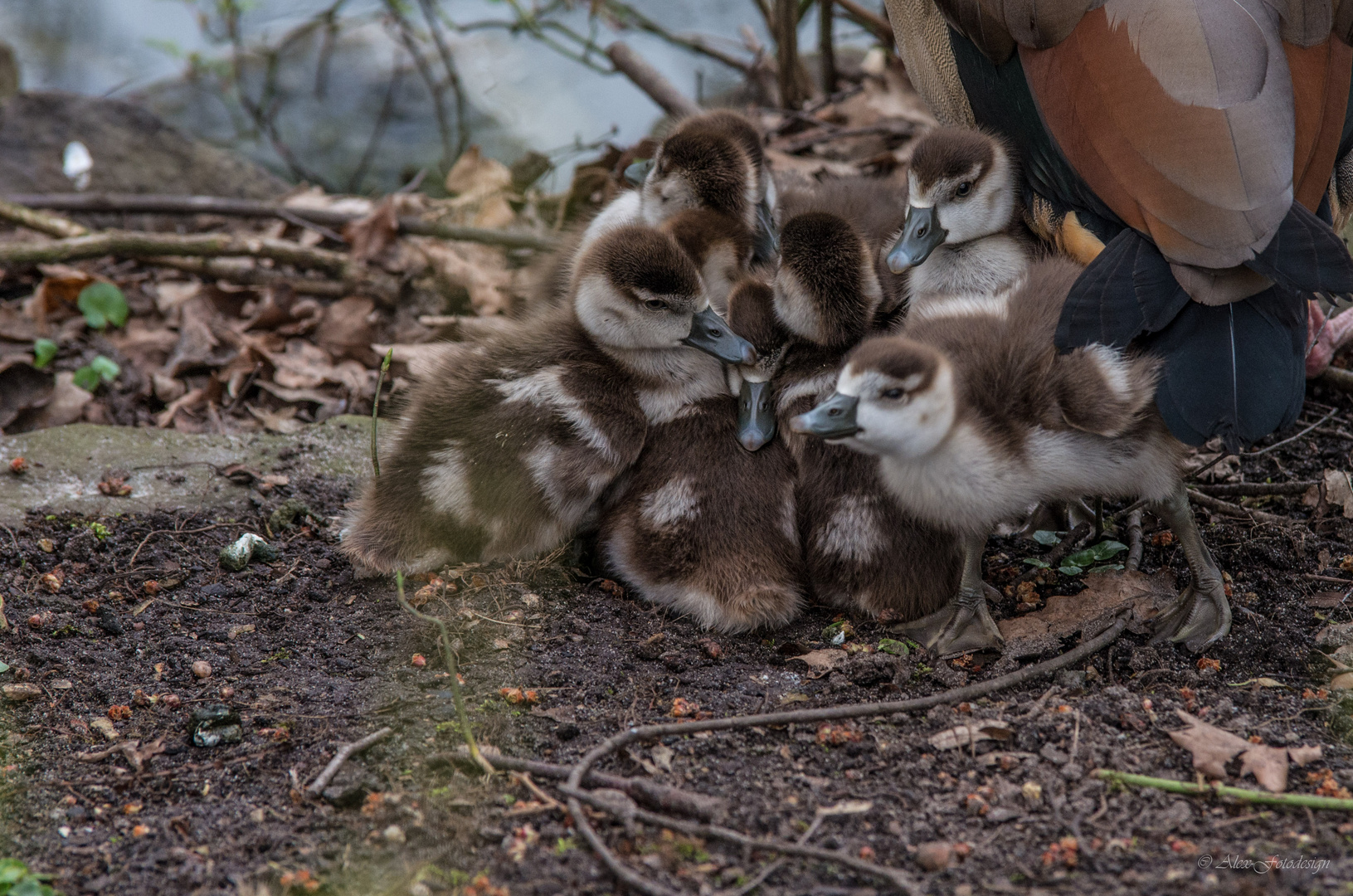 Gänsenfamilie