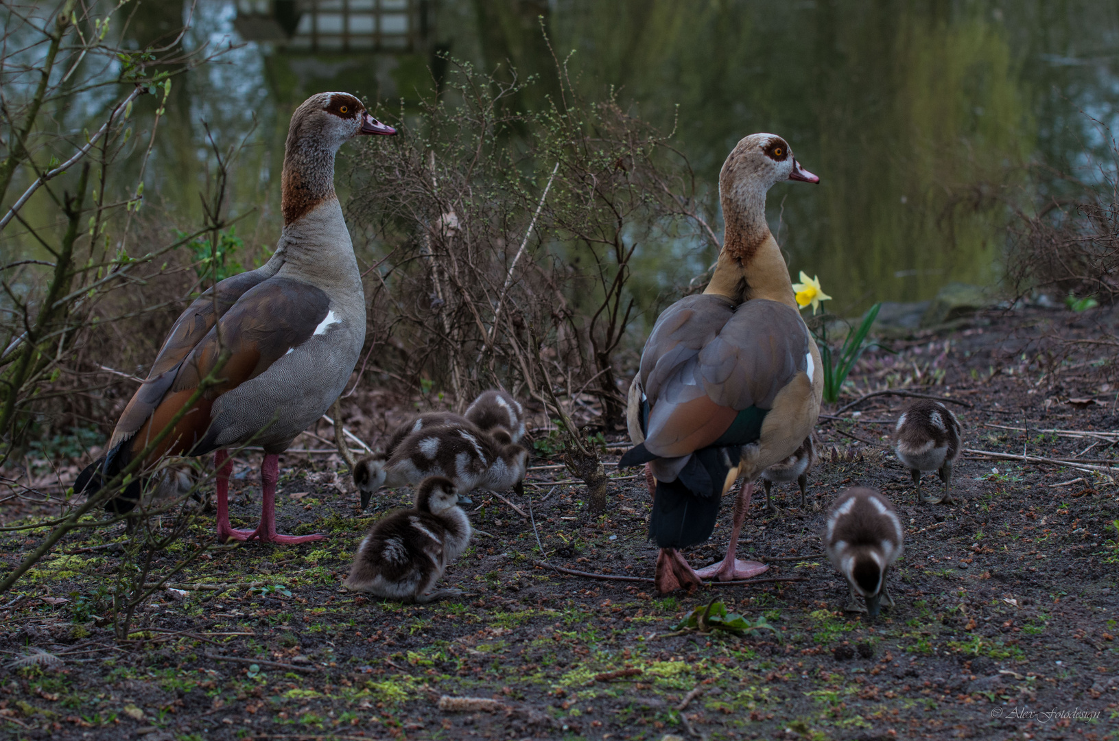 Gänsenfamilie II