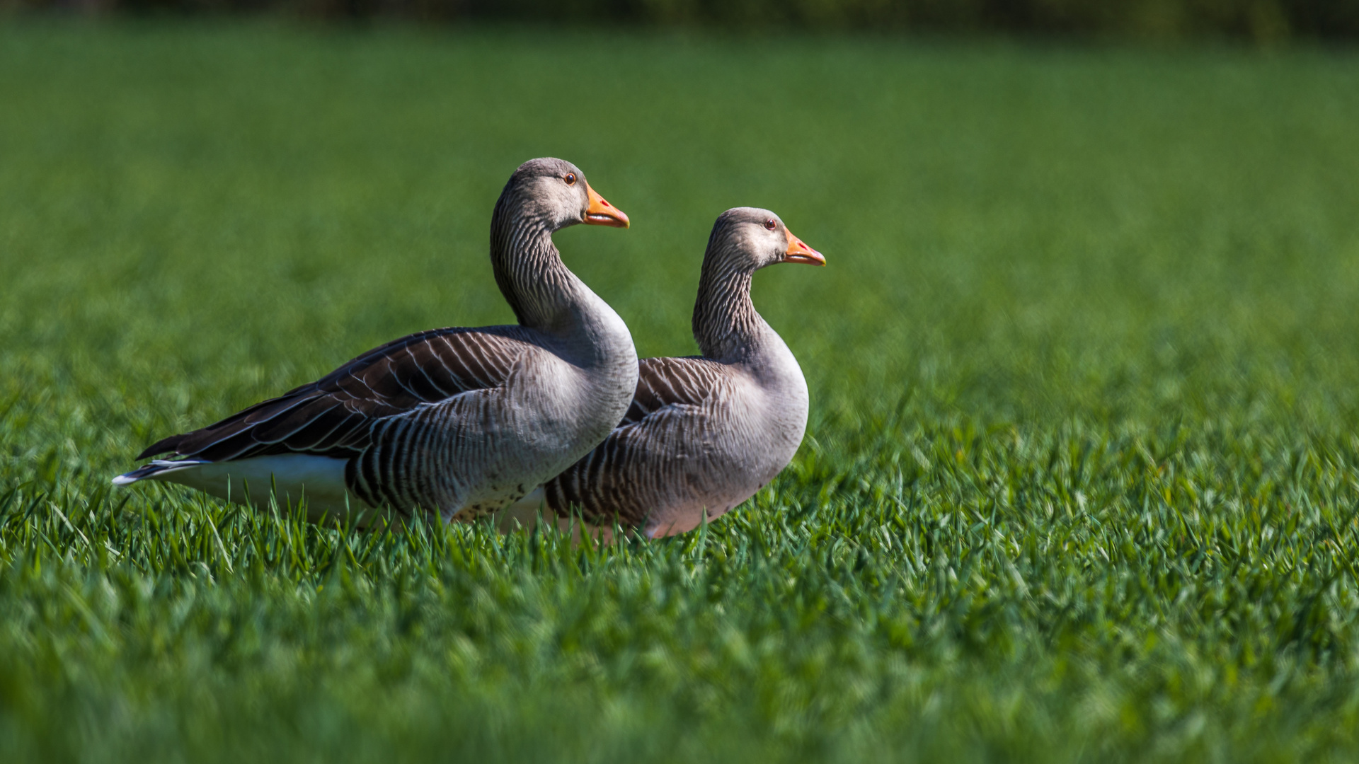 Gänsepaar