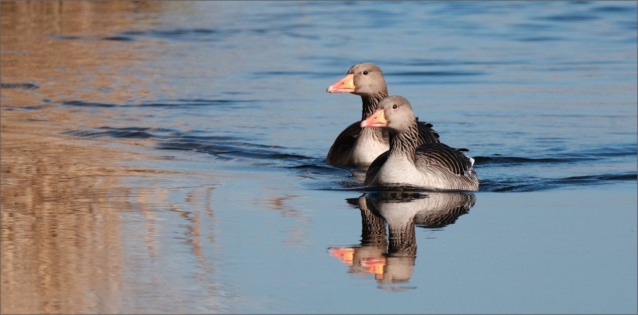 gänsepaar