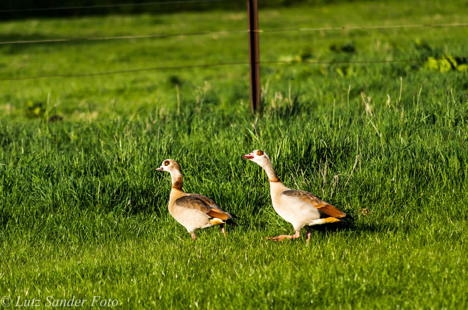 Gänsepaar