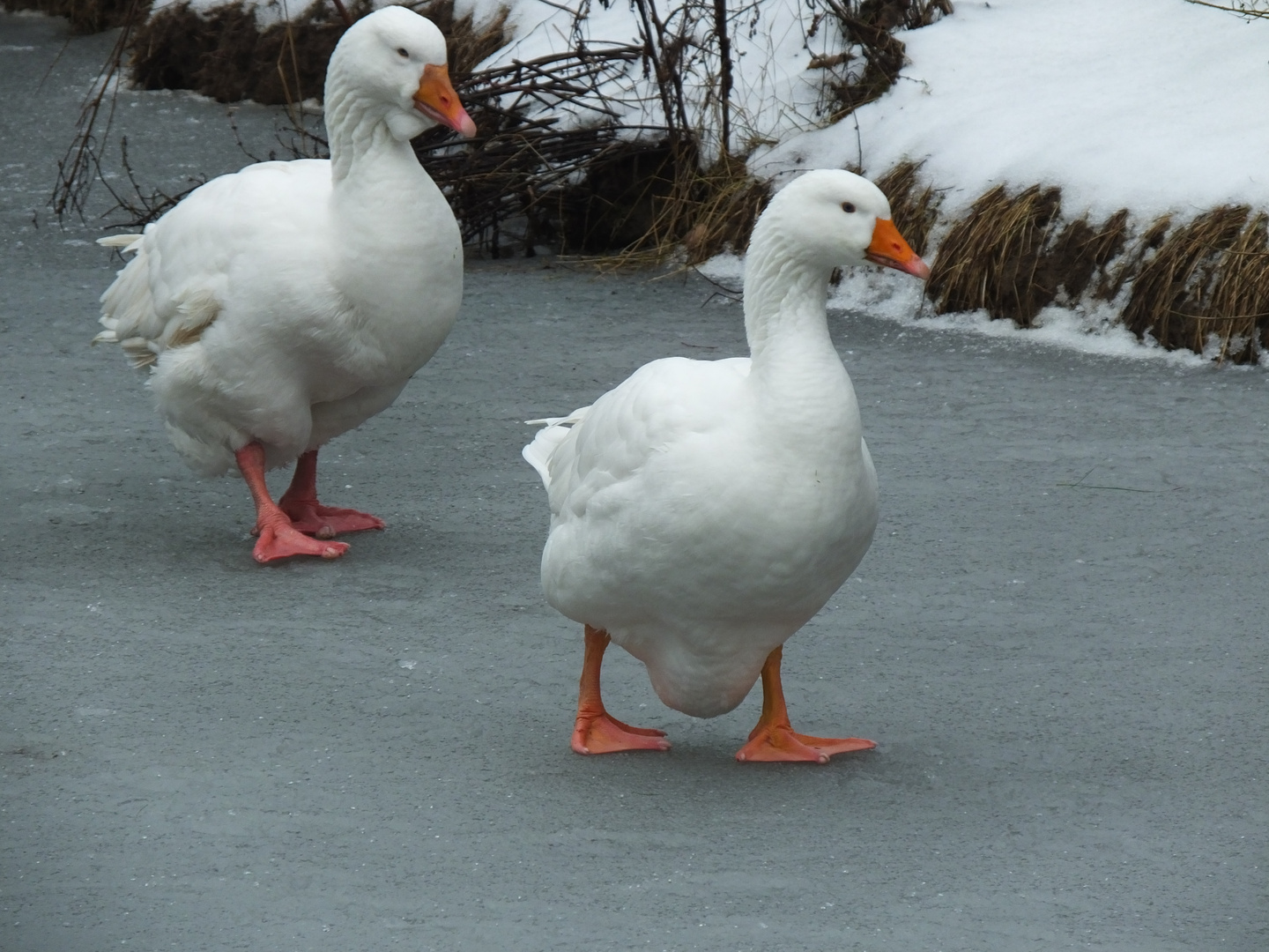 Gänsepaar