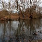 Gänsepaar am Flussufer