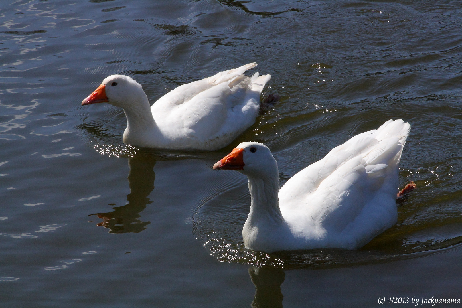 Gänsepaar beim Ausflug