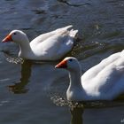 Gänsepaar beim Ausflug