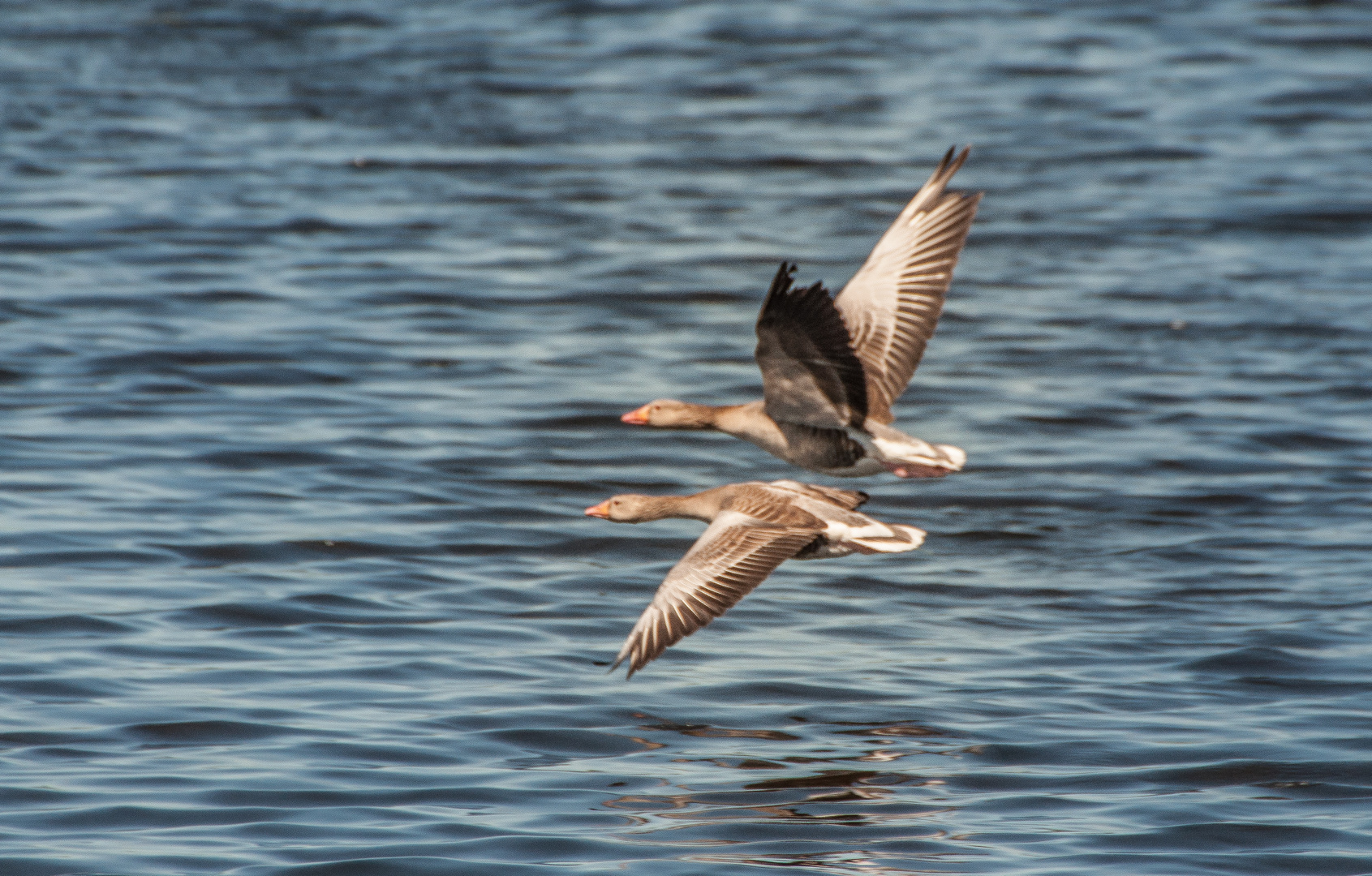 Gänsepaar im Vorbeiflug