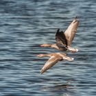 Gänsepaar im Vorbeiflug