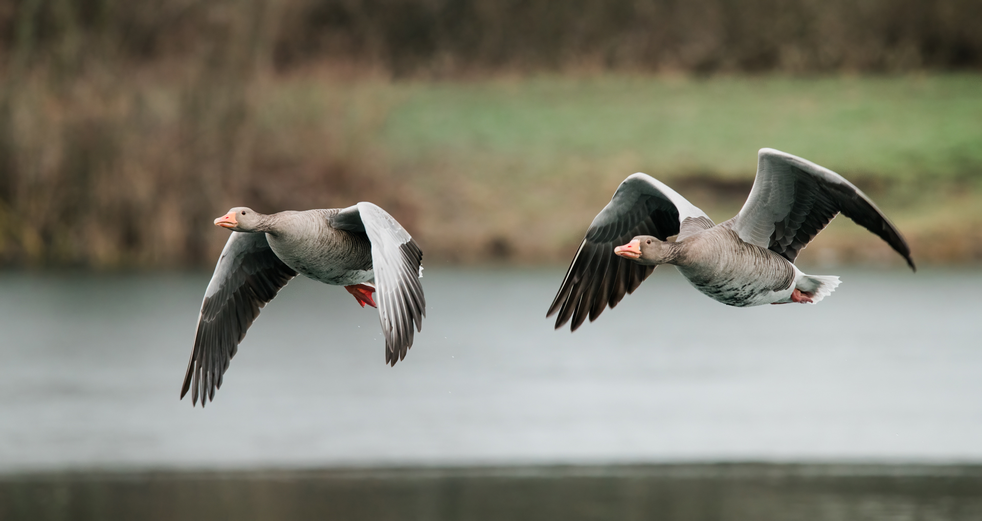 Gänsepaar Jochimsee bei Heppenheim 1 2021